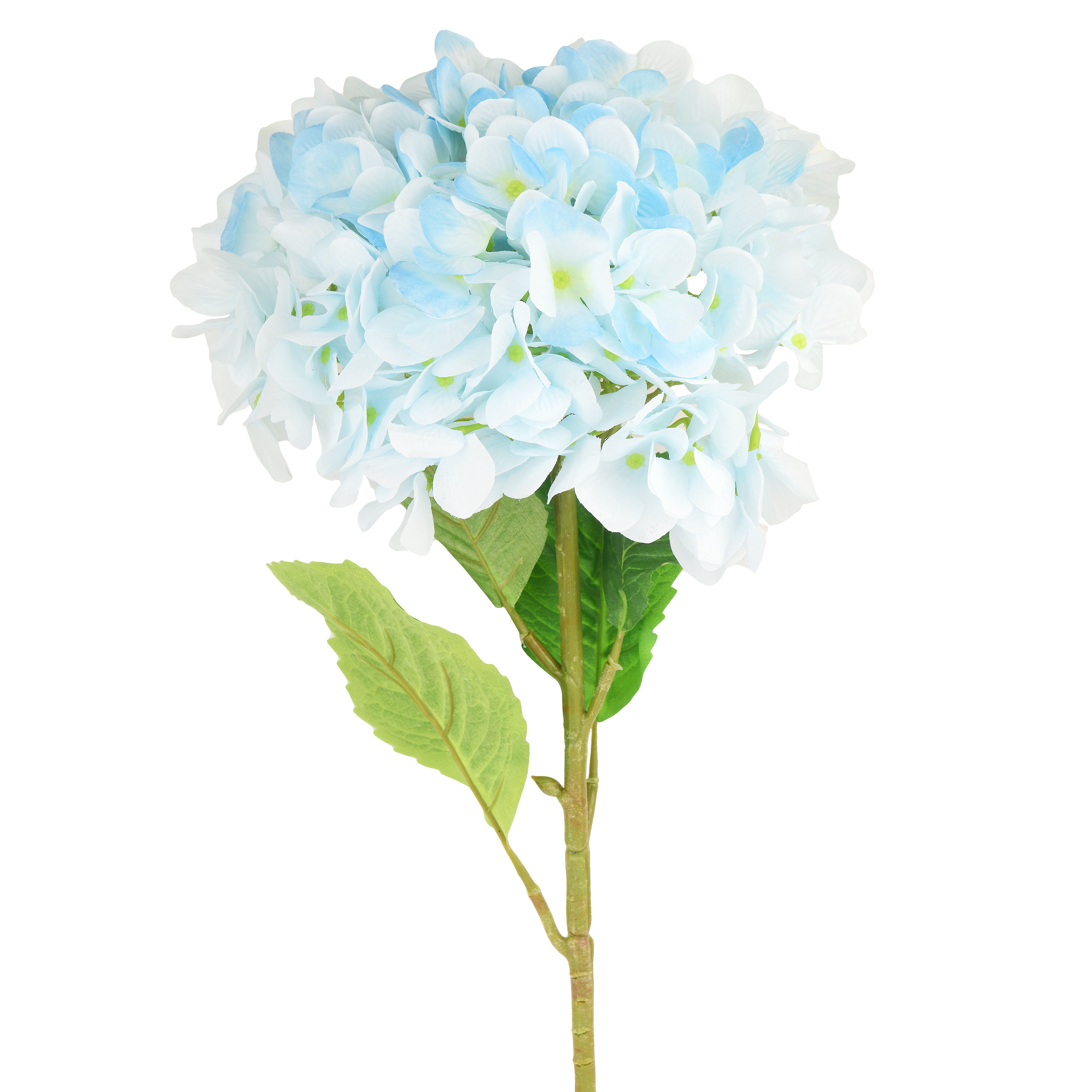 Hydrangea Jumbo Flower