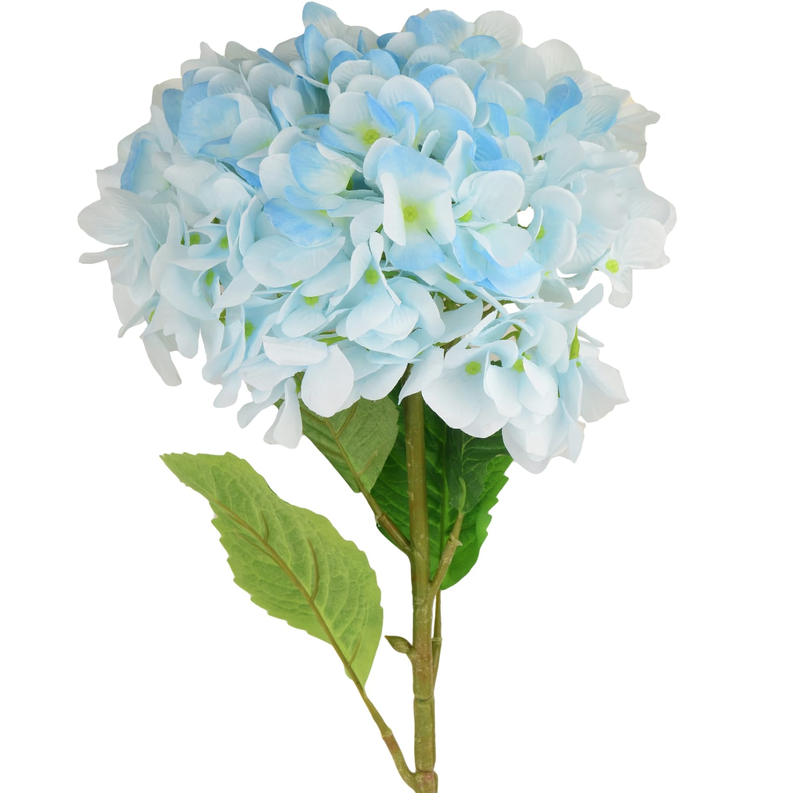 Hydrangea Jumbo Flower